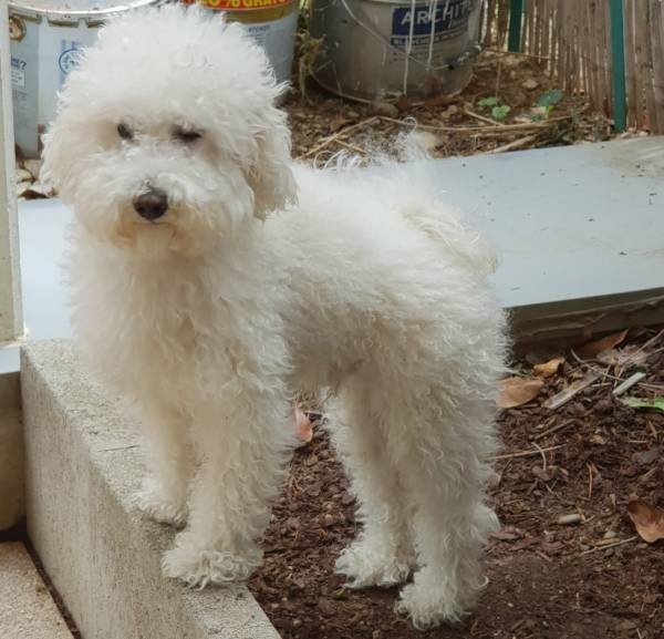 Caniche mâle pour saillie