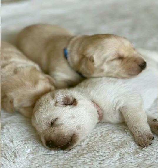 Traumhafte Labrador Retriever Welpen in champagner mit Ahnentafel