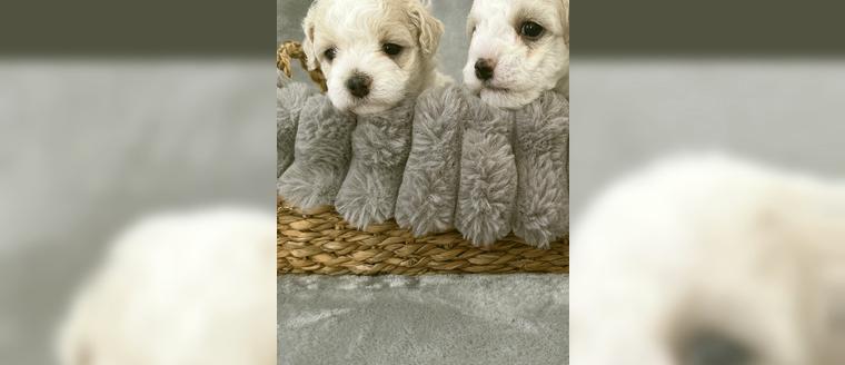 Traumhaft süsse Maltipoo welpen. Weiss/Apricot