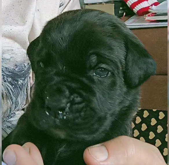 Cane Corso mit Ahnentafel