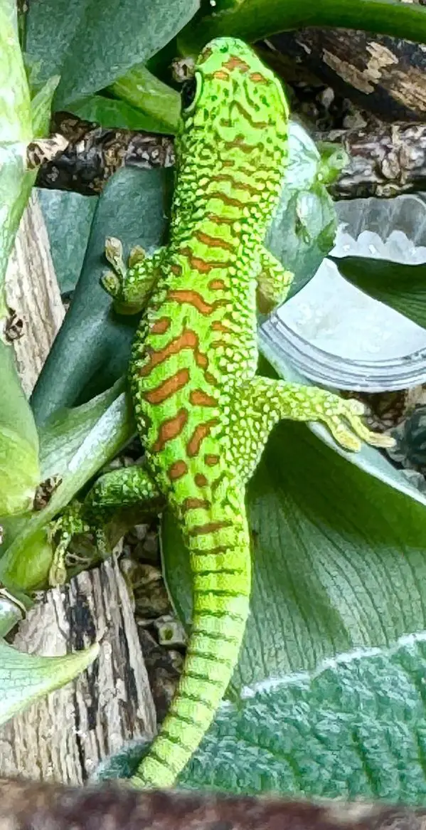 Junge Madagaskar Taggeckos, Phelsuma grandis