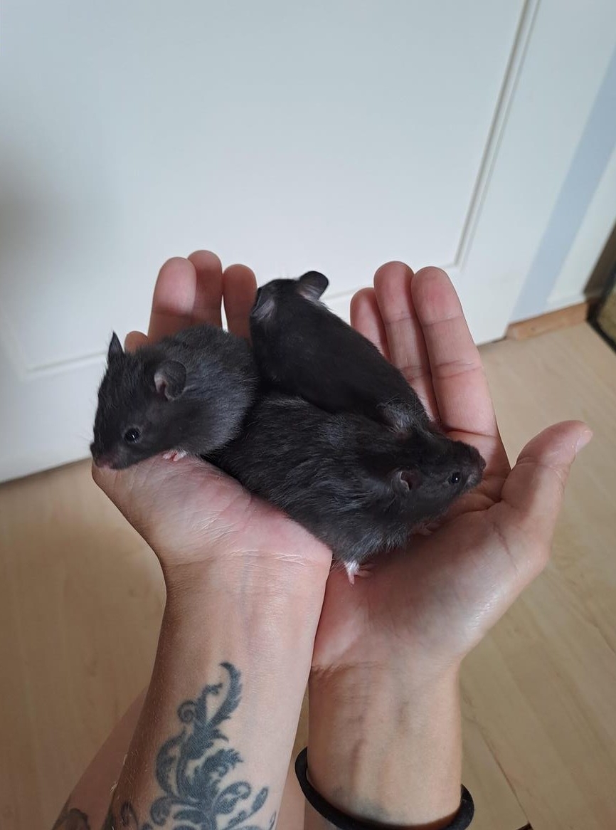 Teddyhamster Weibchen und Männchen