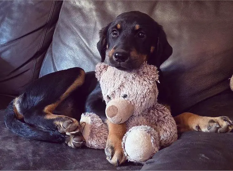 Bezaubernde Aussiedor Welpen/ Hündin (Labrador/Leopard Labrador)