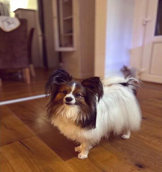 Papillon Rüde 3 Jahre