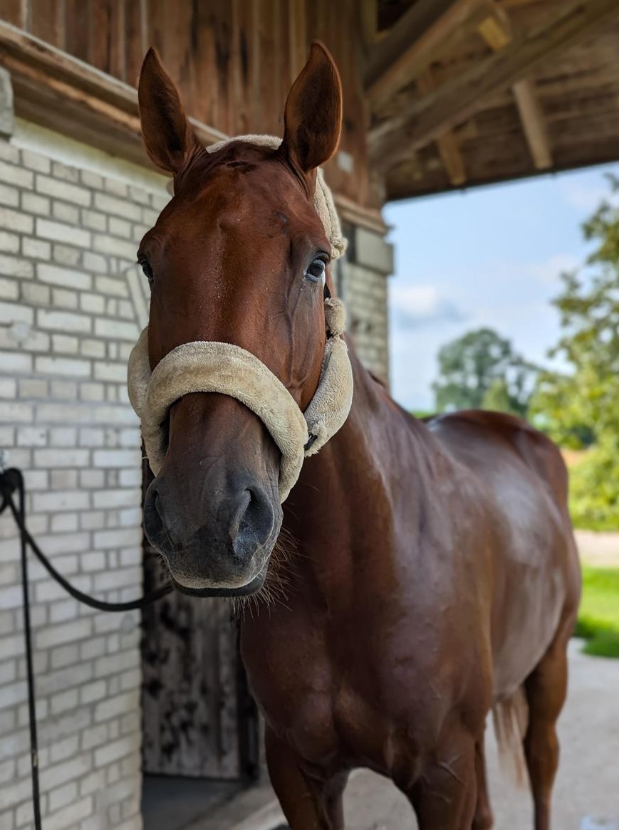 Reitbeteiligung: Schöne Warmblut Wallach sucht dich