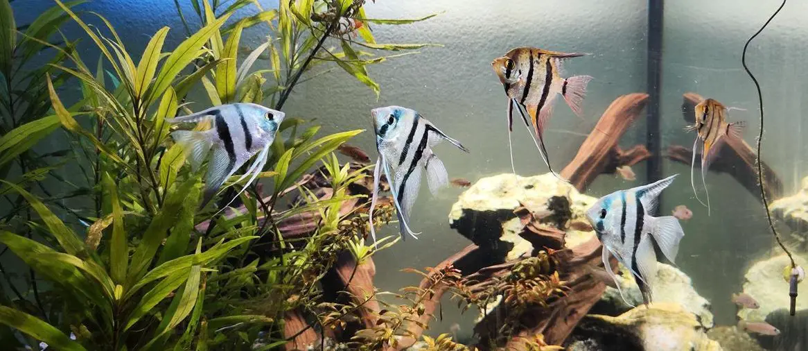 Verschiedene Zierfische (Friedfische) wegen Aufgabe Aquarium