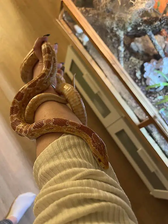 Kornnatter inkl. Terrarium&Zubehör