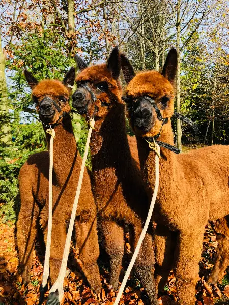 Globi, Eddi und Boss: Alpaka Wallache suchen neues Zuhause