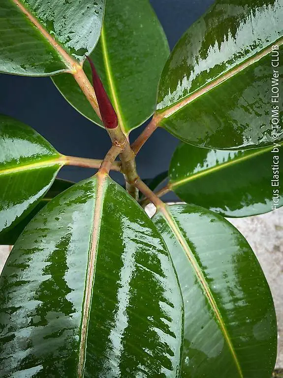 Ficus Elastica - klassisch Grün - frische Stecklinge