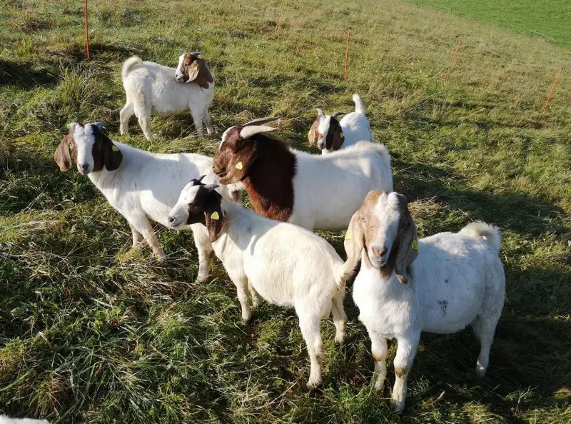 Reinrassige Burenziegen Jungböcke zu verkaufen