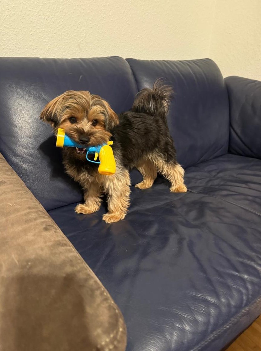 Yorkshire Terrier sucht eine Yorkshire Dame