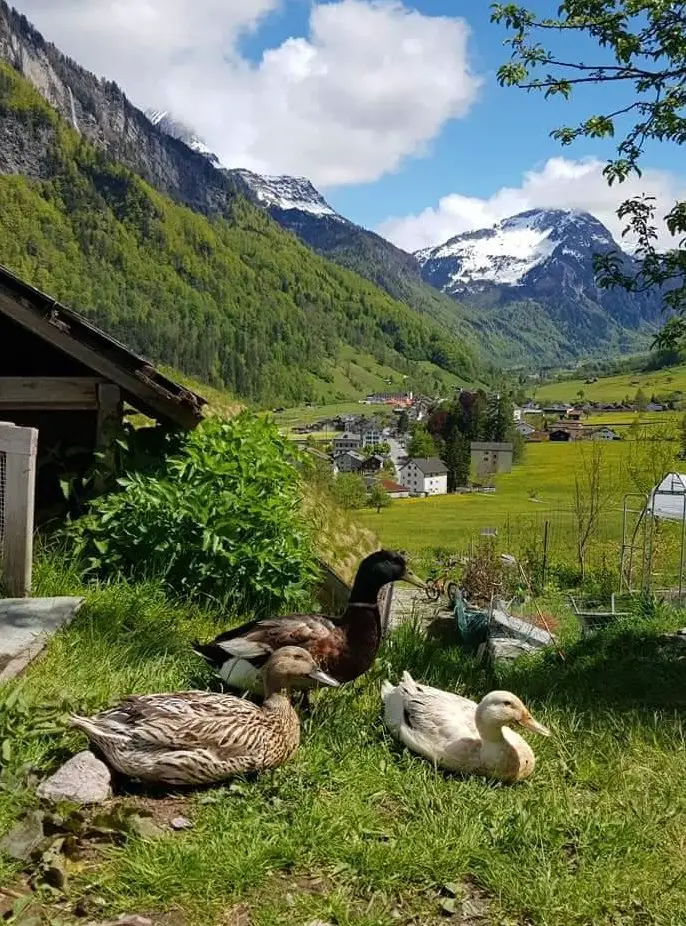 GRATIS: 2 Erpel suchen neues Zuhause