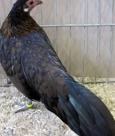 Einsames Deutsches Zwerghuhn abzugeben