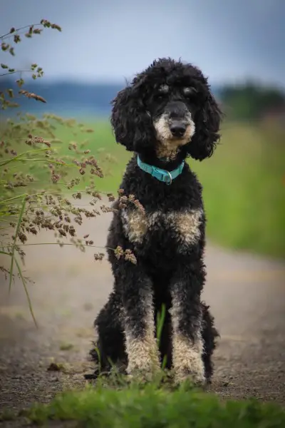 Black and Tan Pudel, Deckrüde, 57cm