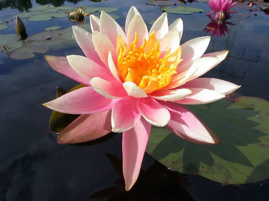 Seerose Teichpflanze Nymphaea "Colorado"