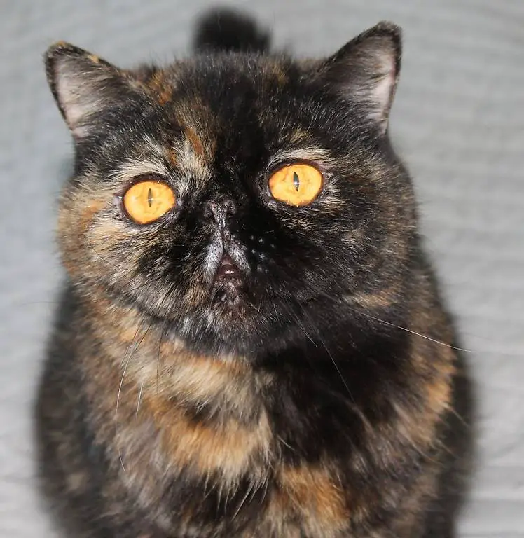 Exotic Schildpatt Mädchen Kastriert