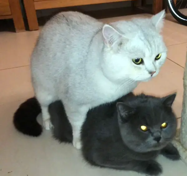 BKH Deckkater Stammbaum, Gen-Test