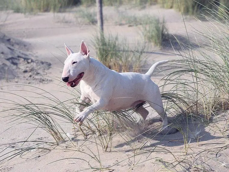Miniature Bull Terrier Deckrüde