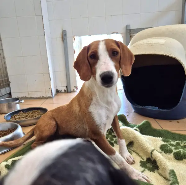 Selma: Affenpinscher, ca. 2,4 Jahre, z.zt. in Griechenland