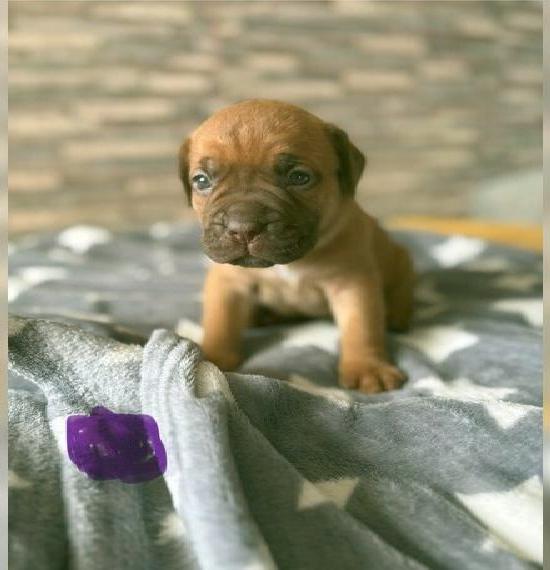 10 Bordeaux Doggen suchen noch ihre Familie