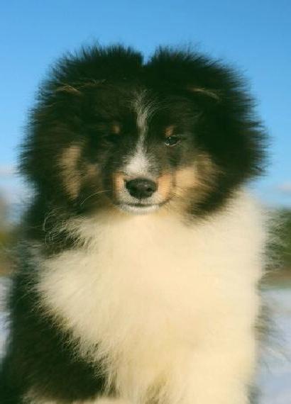Sheltie Rüde Welpe FCI