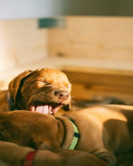 Wurfankündigung Magyar Vizsla Welpen