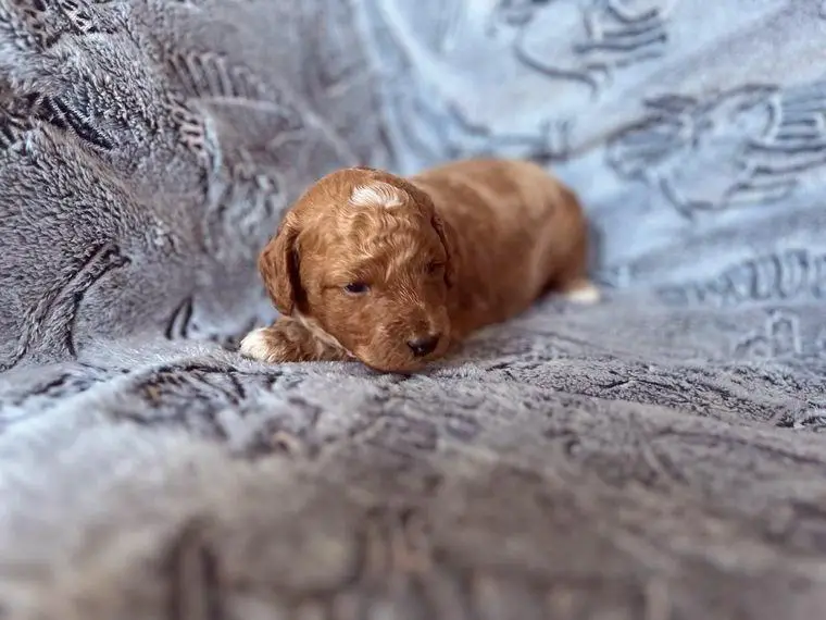 Noch 1 Kleinpudel/Zwergpudel Welpen Apricot/red