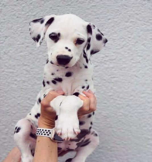 Wunderschöne Dalmatinerwelpen aus VDH Zucht mit hervorragender Abstammung