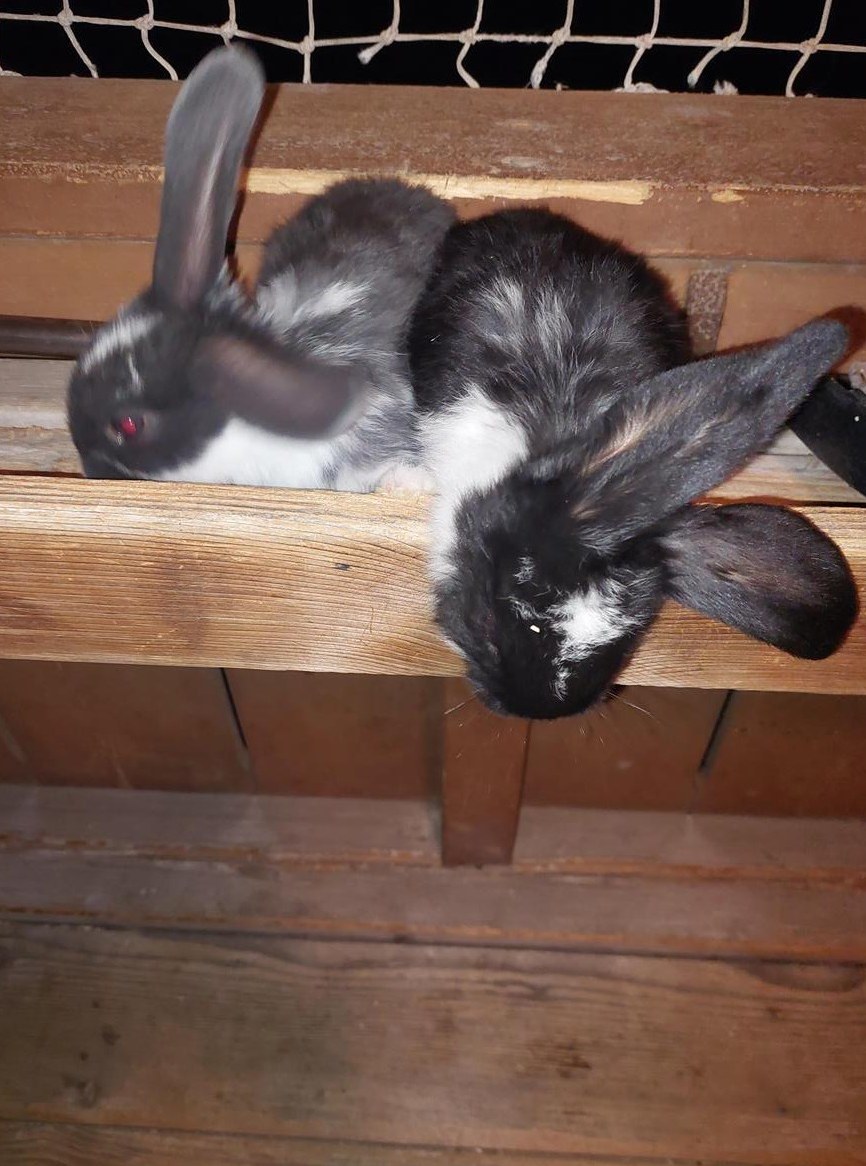 Junge Französische Widder Kaninchen suchen ein Zuhause