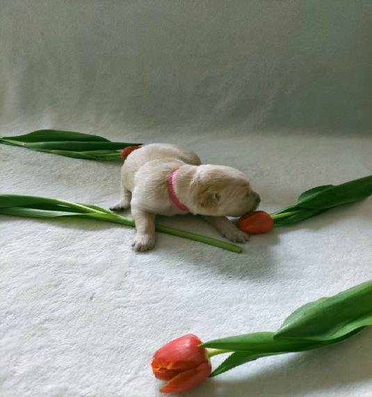 Golden-Retriever Welpen