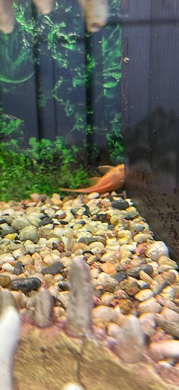 8 Antennenwelse zu verschenken