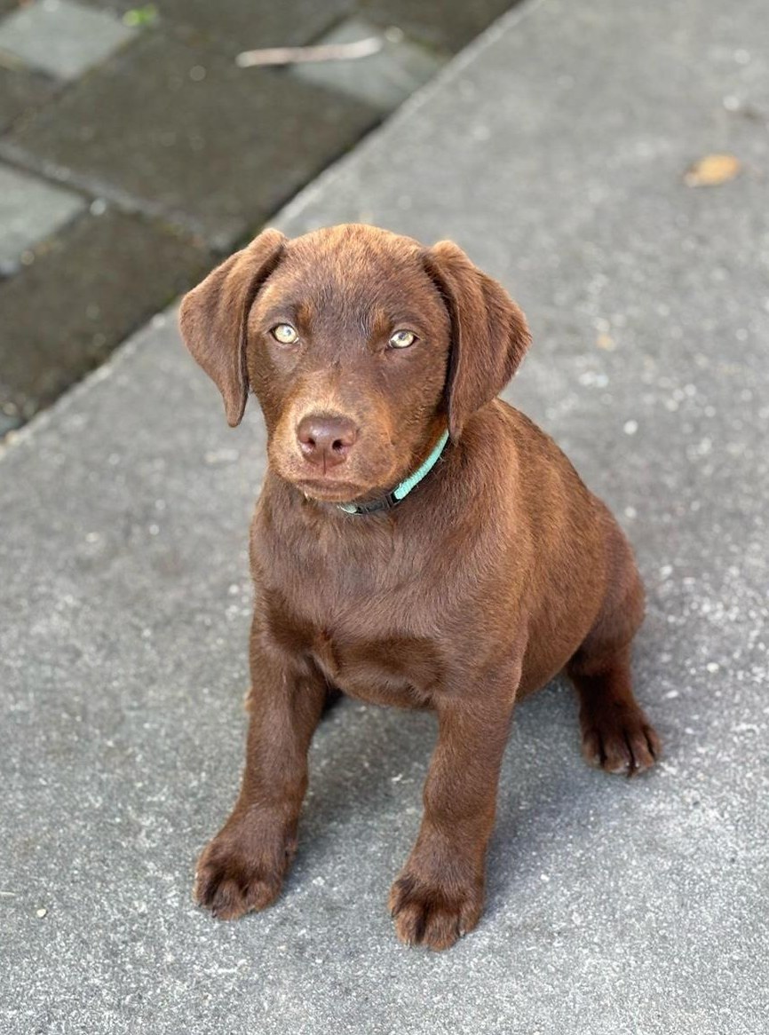 Labrador Welpen, weiblich, braun