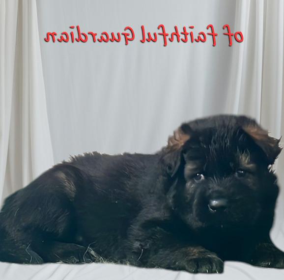 Langstockhaar Schäferhund Welpen DDR Linie