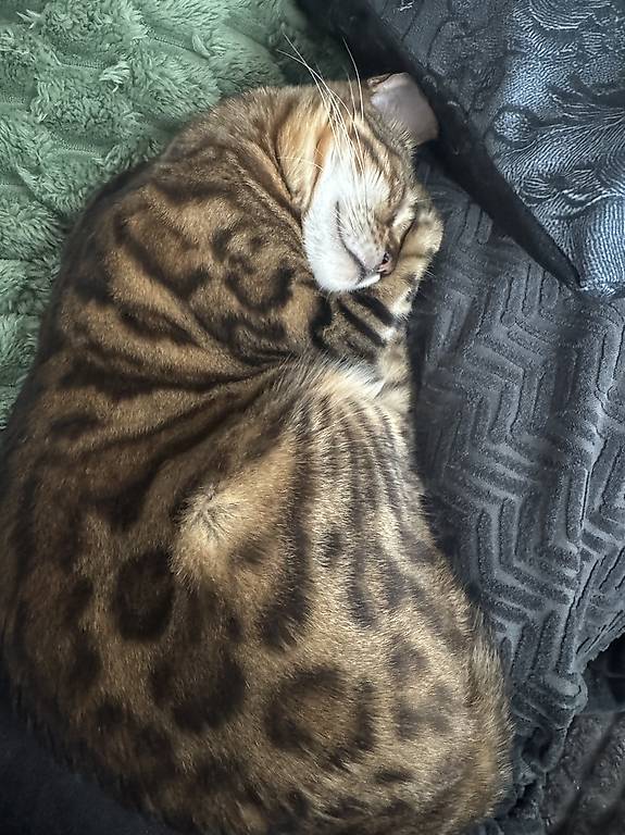 Bengal Mädchen