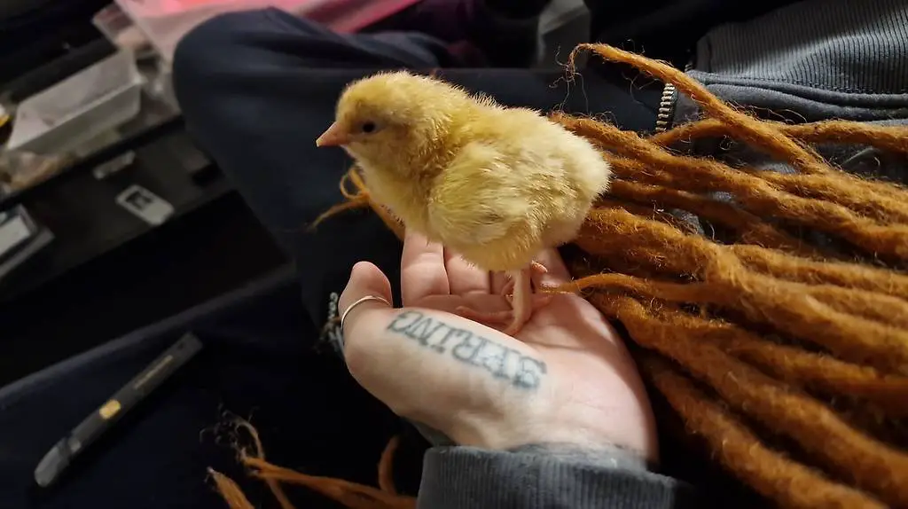 2 Orpington küken grossrasse abzugeben