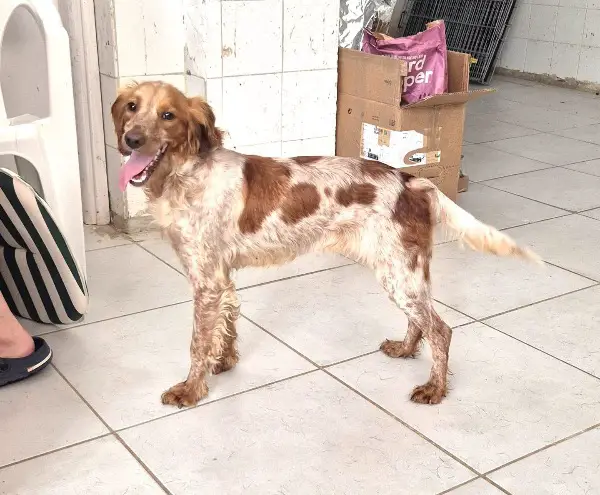 Hilde: Mischlingshündin, ca. 4,8 Jahre, z.zt. in Griechenland