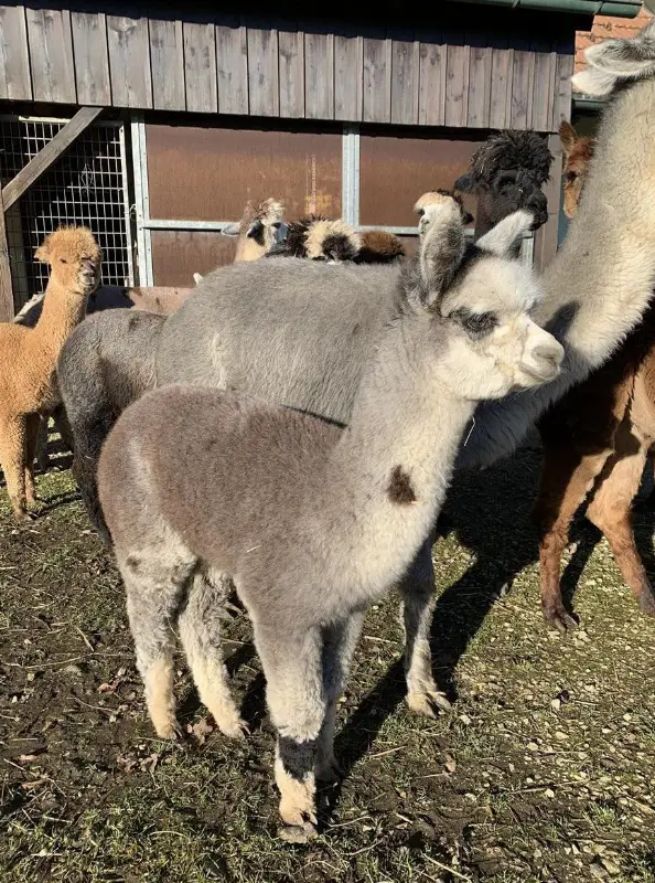 Alpaka Hengstfohlen an guten Platz zu verkaufen auf Frühjahr 25