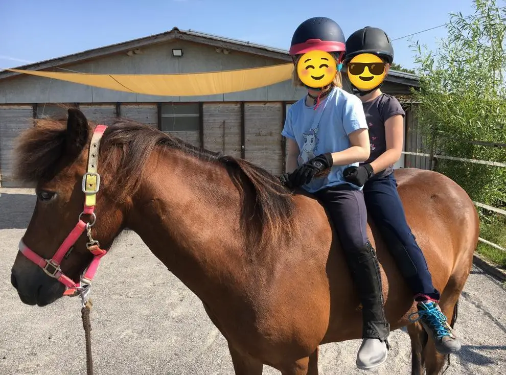 Jahrespraktikum Islandpferde Lindenberg, Kanton Luzern
