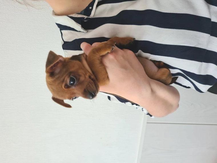 Süsser Zwergpinscher-Welpe abzugeben