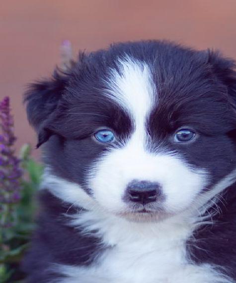 Australian Shepherd Rüde (mit ASCA-Papieren) 6 Wochen alt