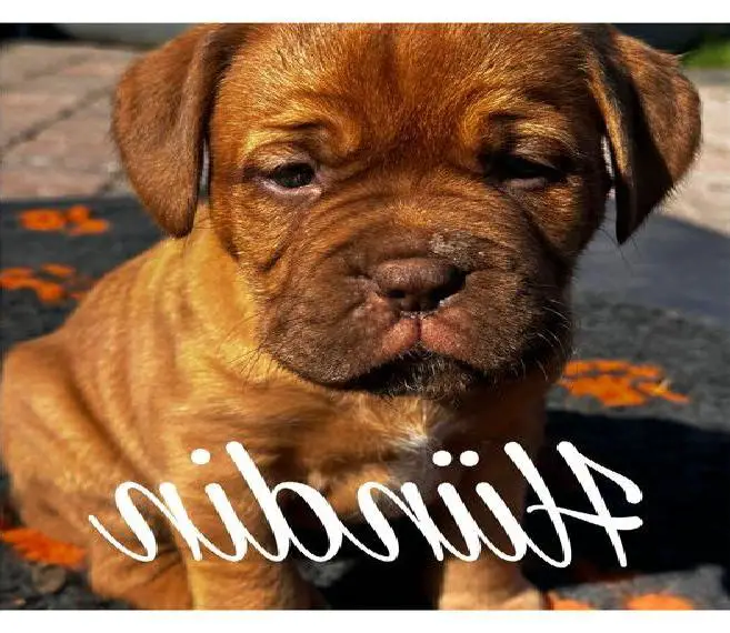 2 Bordeauxdoggenwelpen