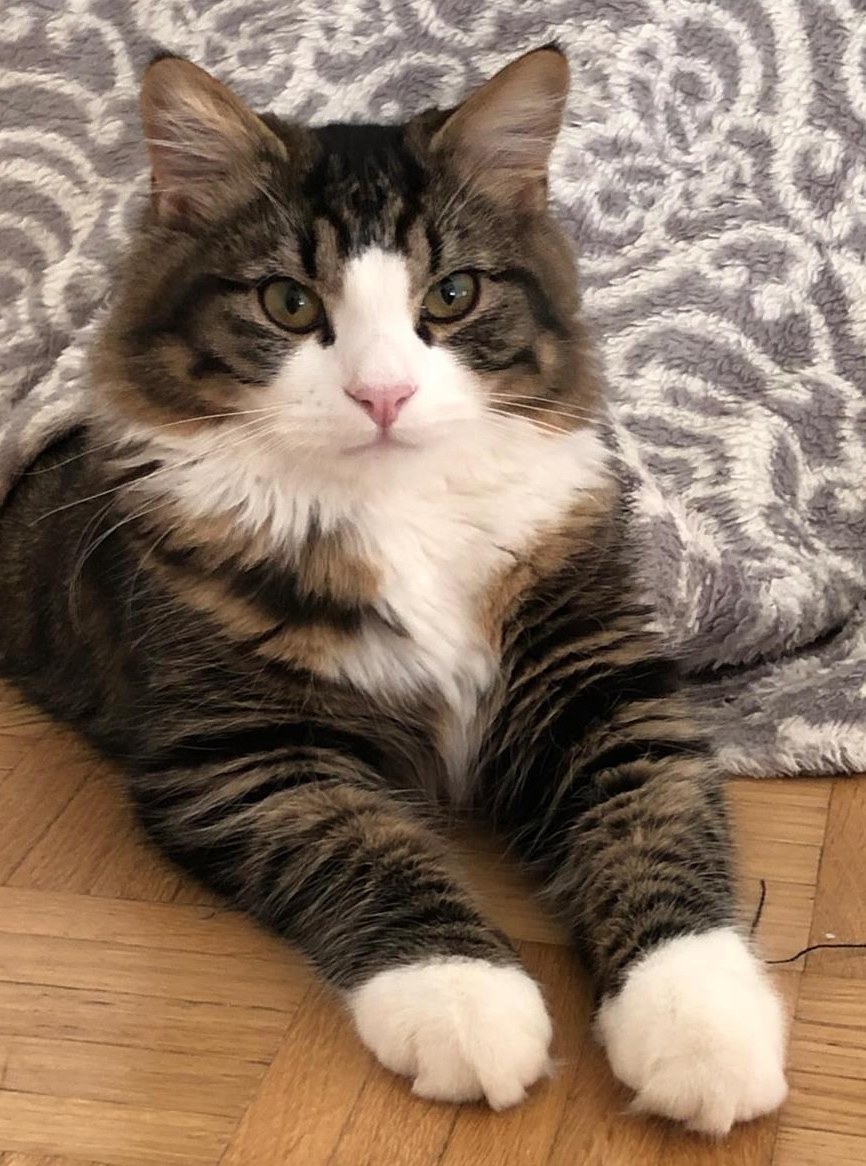 Deckkater Maine Coon x Norwegische Waldkatze Mischling