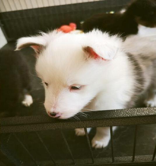 Sheltie Welpen Hündin