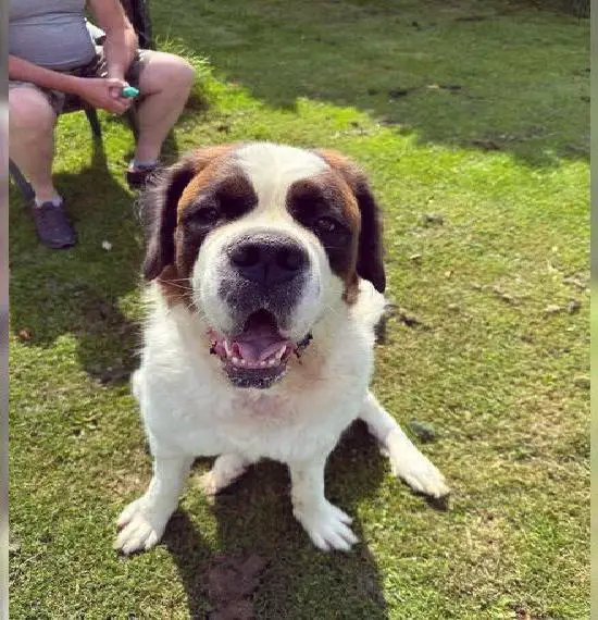 Reinrassige Bernhardiner Hündin