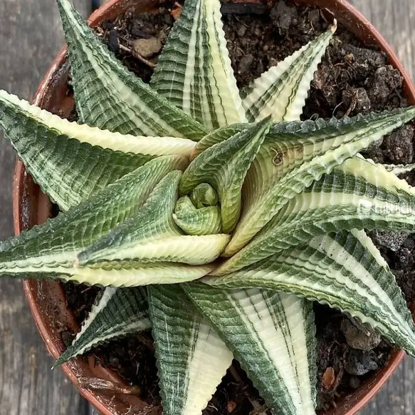 Haworthia Limifolia "Aurea" Variegata