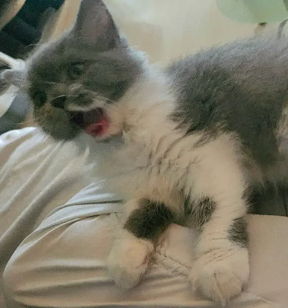 BKH/BLH Kitten mit Stammbaum