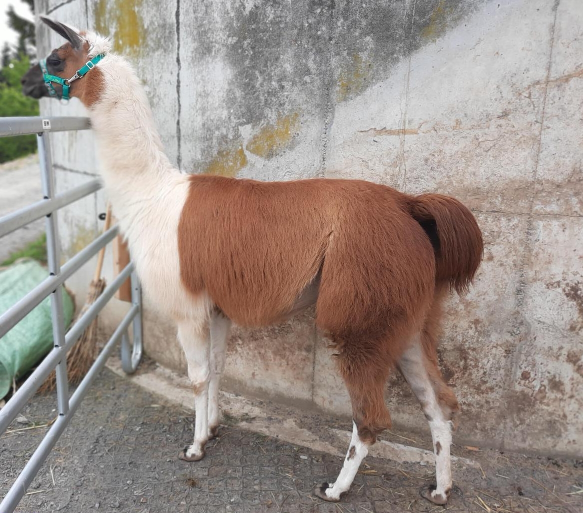 Classic Lama Hengst zum Tausch, NWK registriert