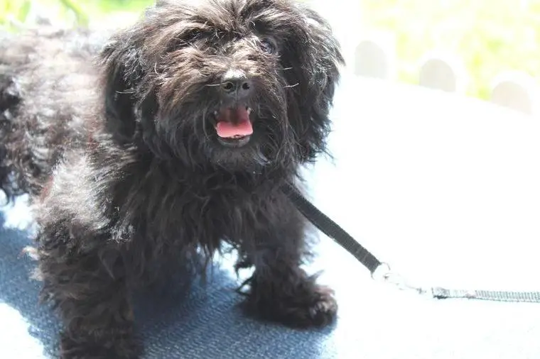 Bolonka Zwetna abzugeben – kleiner Herzenshund sucht neues Zuhause