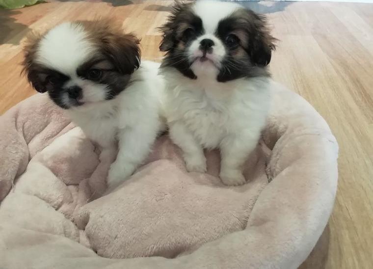 Pekinese Welpen