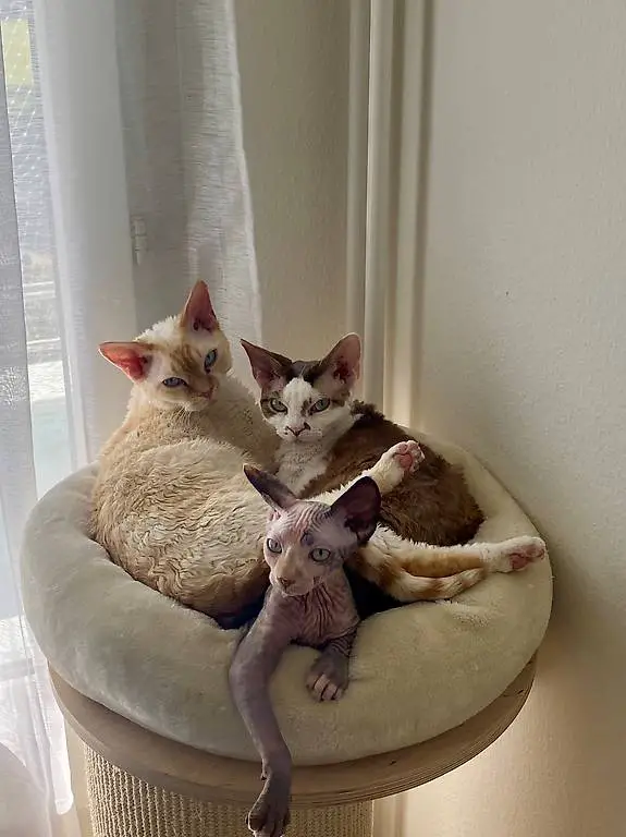 Reinrassige Devon Rex-Katzen (Paar, kastriert) zu verkaufen